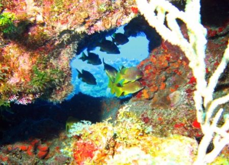 Taken this August at Snapper Hole with a Canon PowerShot ... by Bonnie Conley 