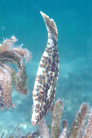 Broom file fish. S2pro,60mm. by Derek Haslam 