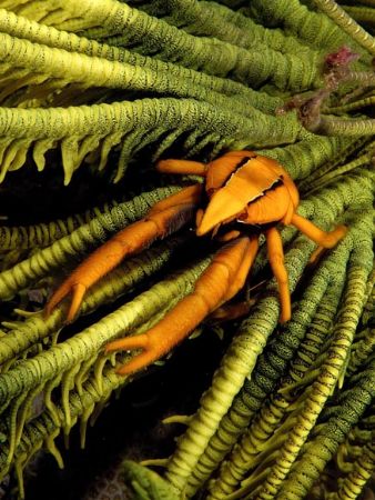 Orange and green ,two color. Nikon D100 , macro 60 lens, ... by Marchione Giacomo 