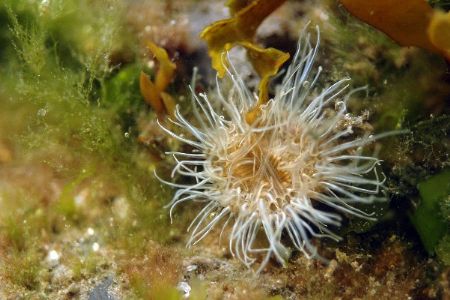 Spotted this small Anemone while snorkelling with my new ... by Robert Mcmeikan 
