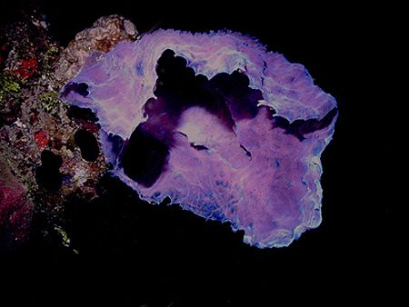 This image was taken in Roatan on a dive at Marys Place. ... by Steven Anderson 
