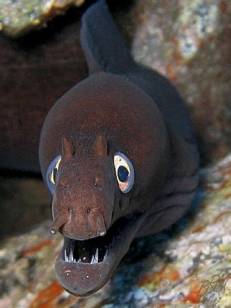 Black Moray (Muraena muppeti)from La Gomera in the Canari... by Brian Mayes 