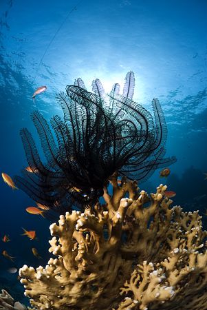 Feather star. Sharks bay. D200,10.5mm. by Derek Haslam 