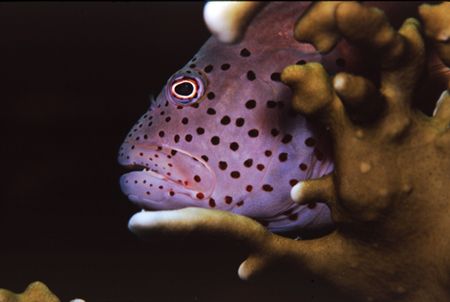 Hawkfish - Red Sea - Nikon F50, 105mm by Paul Maddock 