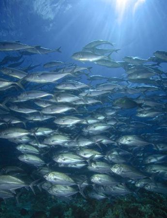 Bigeye Jacks on Drop off, Sipidan by Paul Hunter 