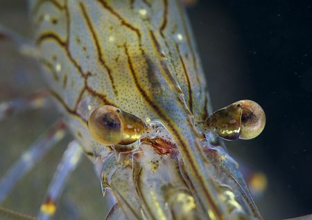 Prawn eyes.
Aughrusmore Pier, Connemara.
D200, 60mm. by Mark Thomas 