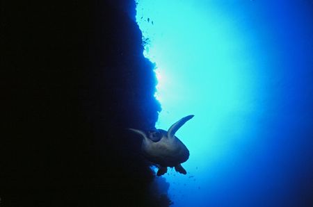 green turtle in sipadan.as anyone who's been there knows,... by Parvin Dabas 