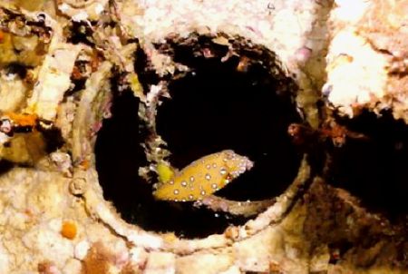 Playing peek a boo in a wreck portfole
nikonos v 28mm lense by Marylin Batt 