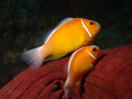 A nice little pair hanging out. by Jeffrey M Owen 