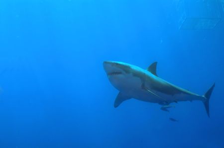 Great White Shark, Guadalupe by Andy Lerner 