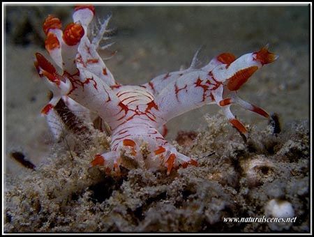 Time for food for this Rowland's Bornella C5050 by Yves Antoniazzo 