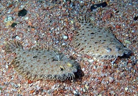Two leopard flounders taken at Sharksbay with E300. by Nikki Van Veelen 