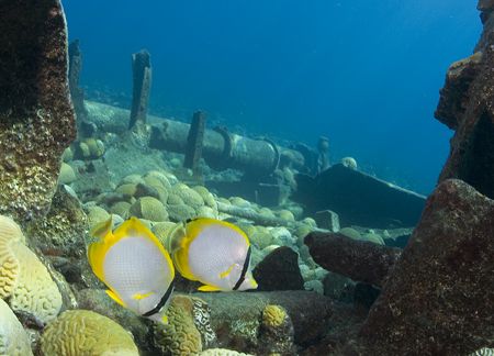 Butterfly fish on the Cristobal Colon, Bermuda by Dr Evil 
