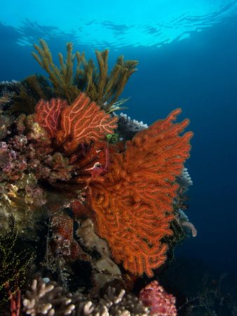 Coral Colors at Dawn by Nick Hobgood 