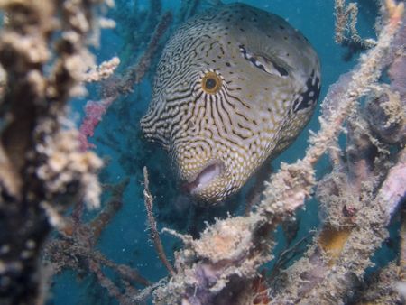 Pufferfish at Perhentian island. C5050. by Erika Antoniazzo 