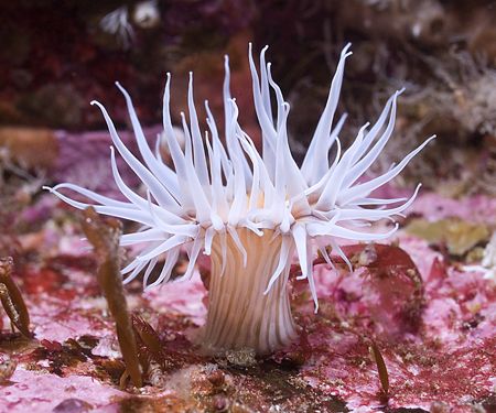Sagartia elegans. Isle of Lewis.
Scotland. D200,60mm. by Derek Haslam 