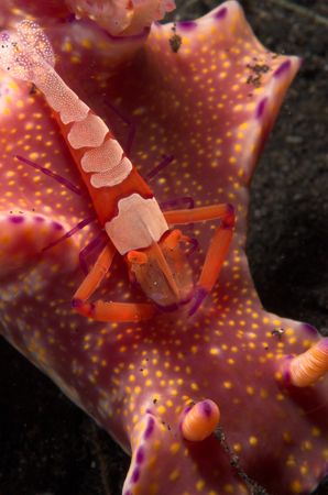 Imperial shrimp living on a t-bar nudi - taken Lembeh Str... by Simon Pickering 