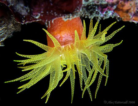 Yellow anenome today in Taiwan !! e900 macrox2 by Alex Tattersall 