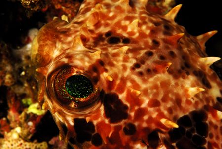 porcupine fish at anilao,philippines by Parvin Dabas 