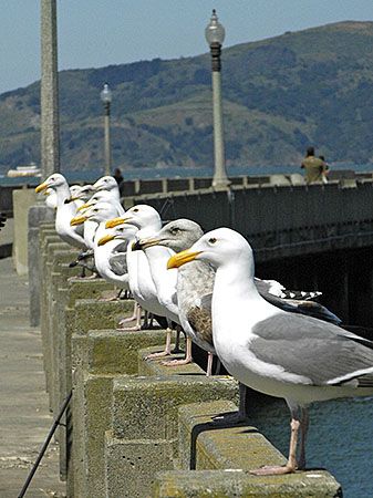 The Birds! They must be extras for an Alfred Hitchcock mo... by Jim Chambers 