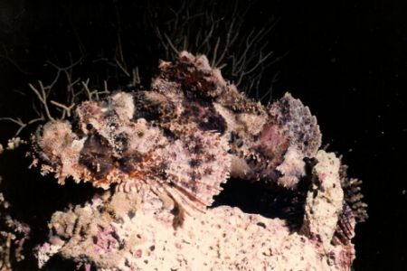 Scorpion fish, night dive off Acaba in Jordan, it sure lo... by Marylin Batt 