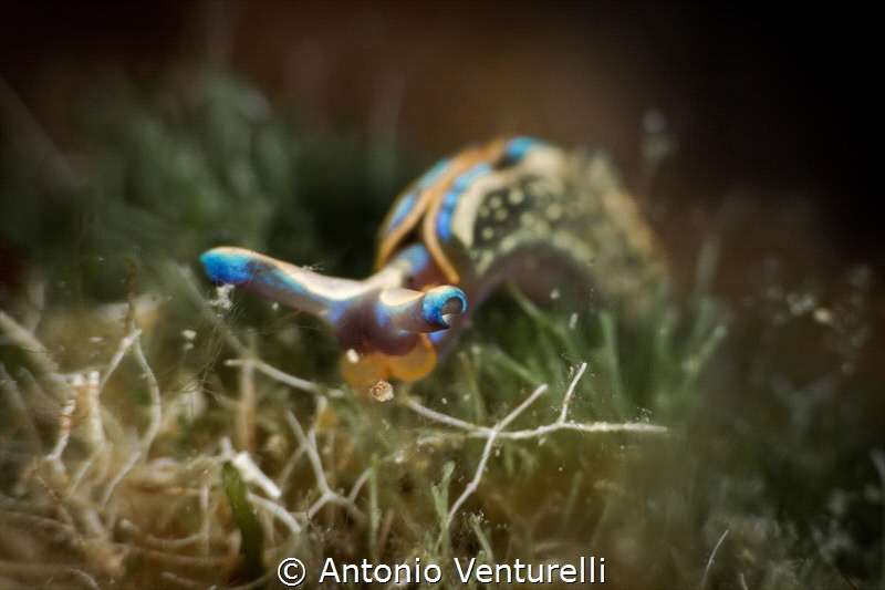 Thuridilla hopei_October 2024
(CanonEF100,1/200,f14,iso100) by Antonio Venturelli 