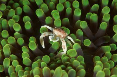 Tiny porcelain crab on green anenome taken with 105mm - a... by Simon Pickering 