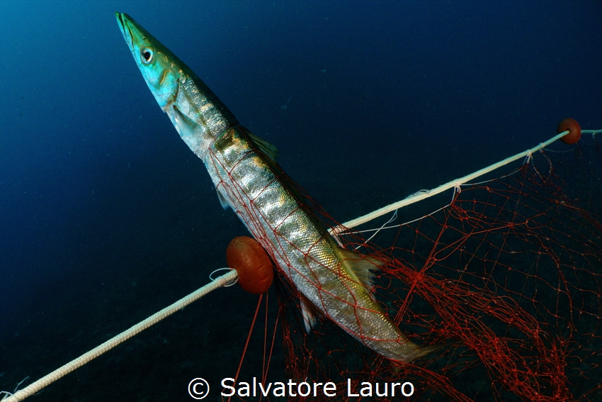 Entangled by Salvatore Lauro 
