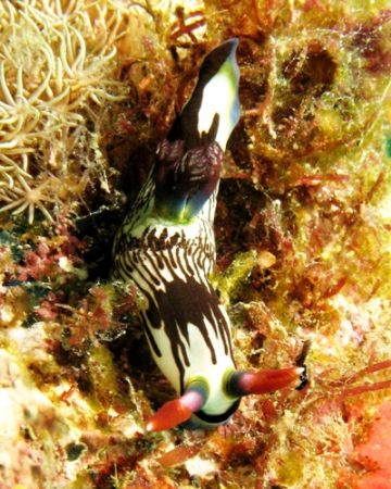 Another one for Brian! Taken last weekend at Dayang Islan... by Mohan Thanabalan 