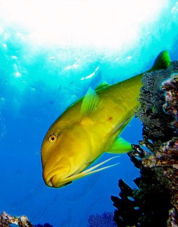 Couldn't resist taking a photo of this goatfish and sunbu... by Nikki Van Veelen 