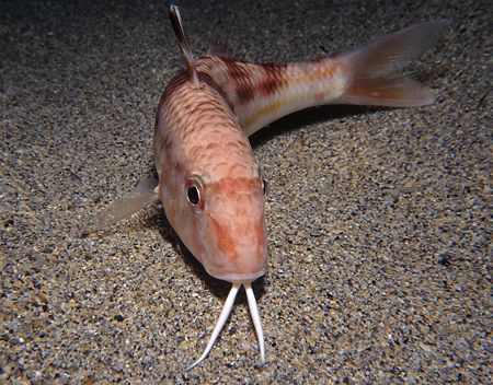 Red mullet. Night dive Lamorna cove.
Cornwall. Nik 5. by Derek Haslam 