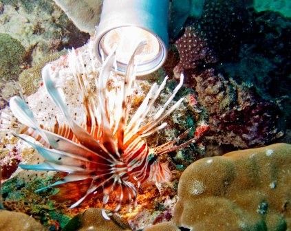 Devile Firefish on Alice in Wonderland reef Seychelles by Jumbo Swart 