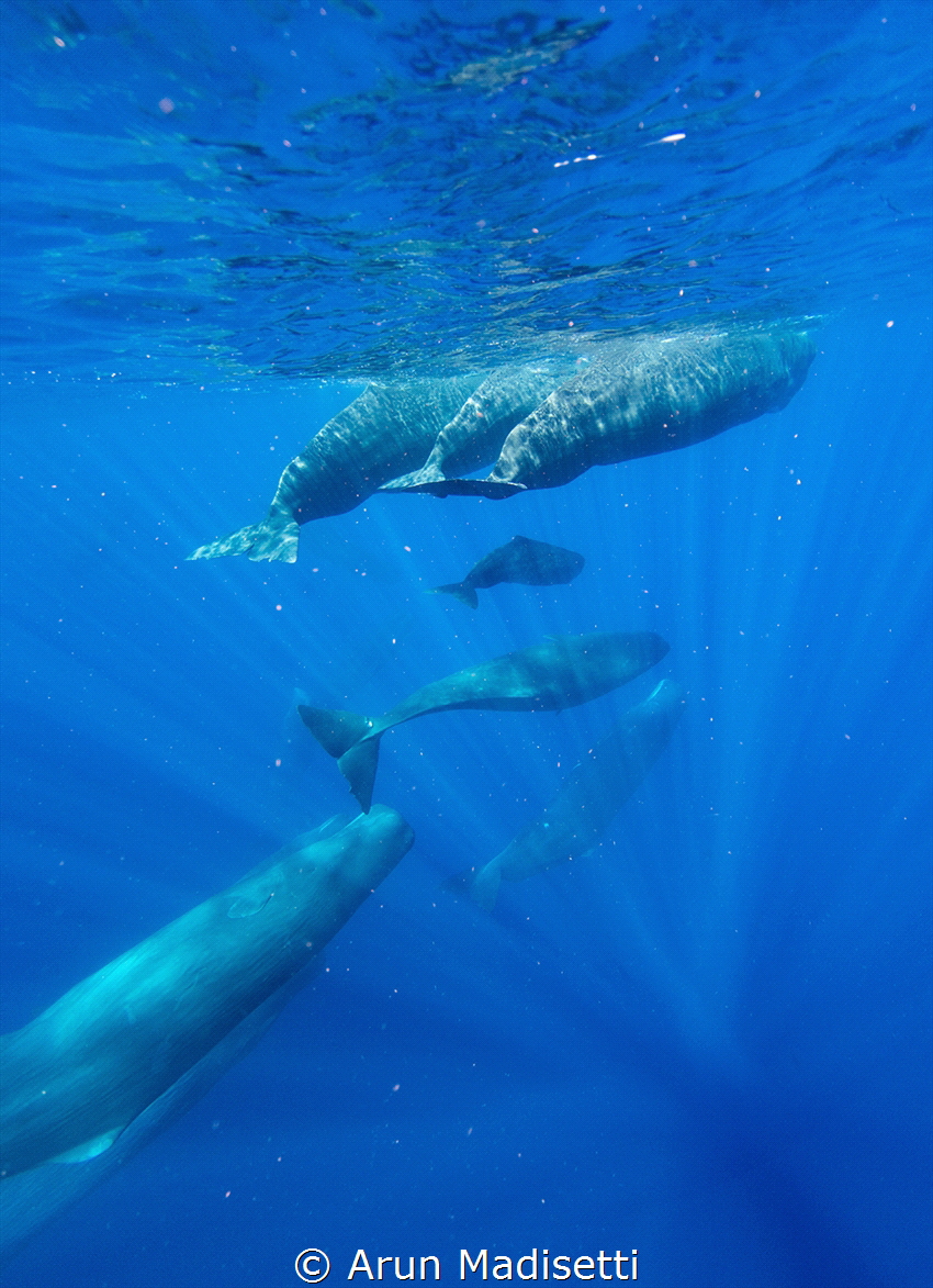 Sperm Whales (taken under permit) by Arun Madisetti 
