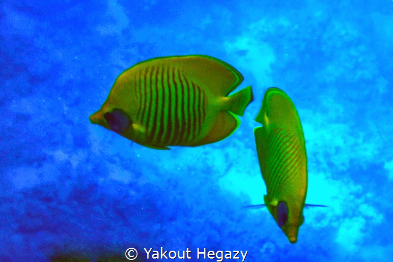 Masked butterfly fish by Yakout Hegazy 