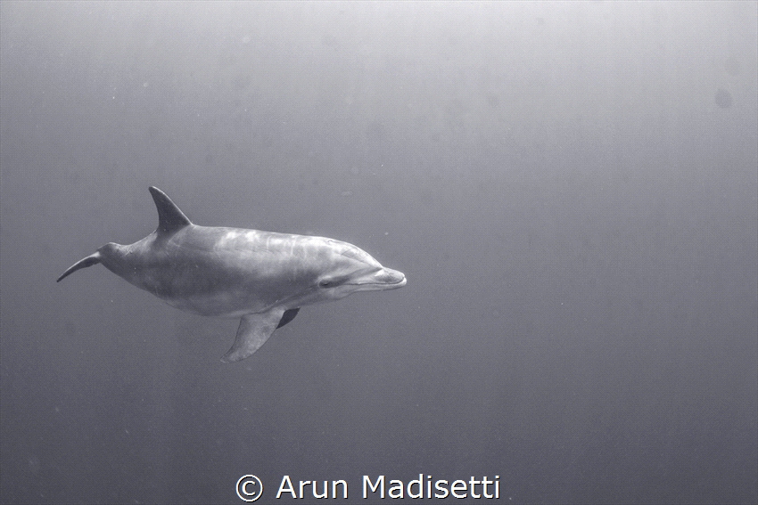 For a few weeks a Bottlenosed dolphin hung out at one of ... by Arun Madisetti 