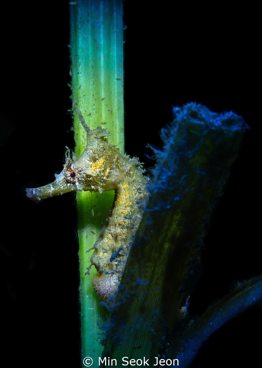 Seahorse by Min Seok Jeon 