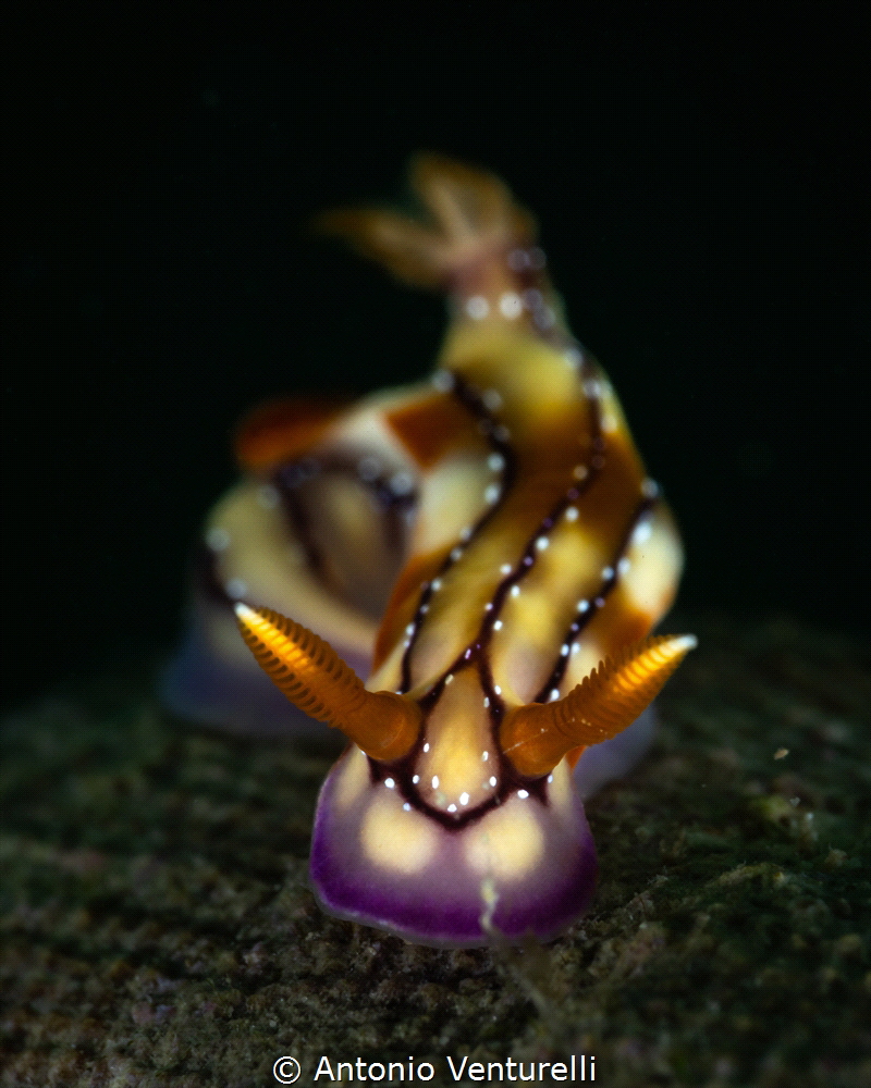 Hypselodoris krakatoa_March 2025
(CanonRF100,1/200,f18,i... by Antonio Venturelli 