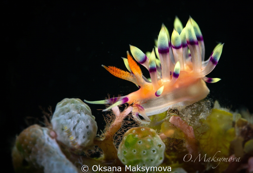 Flabellina exoptata
 by Oksana Maksymova 