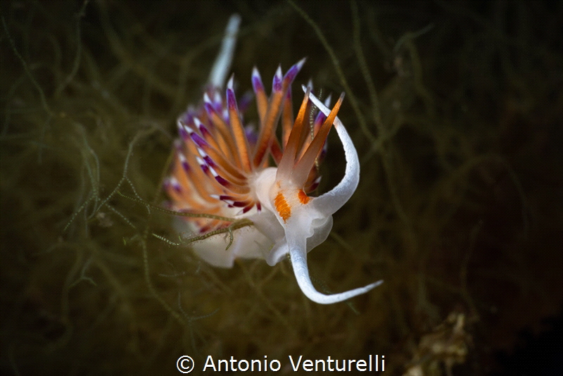 Cratena peregrina_May 2025
(Canon RF100,1/200,f22,iso100) by Antonio Venturelli 