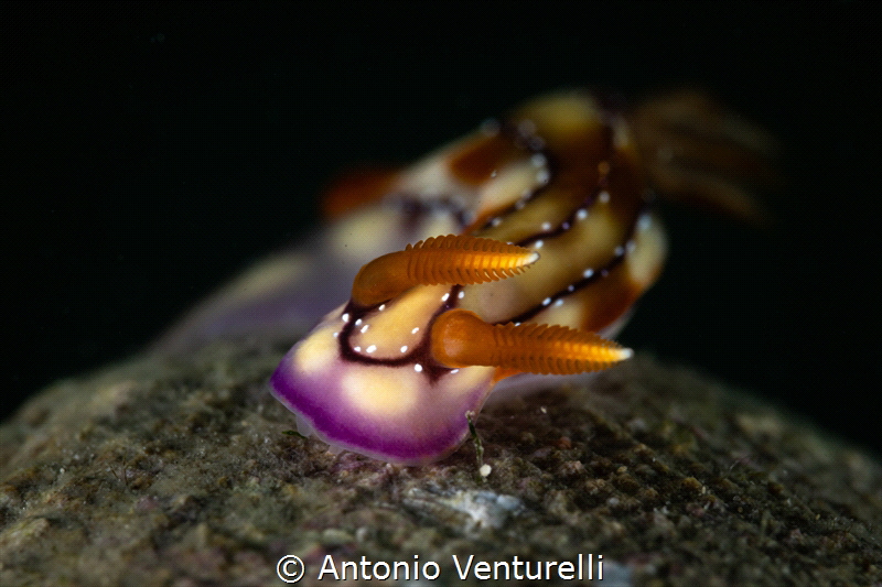 Hypselodoris krakatoa_March 2025
(Canon RF100,1/200,f18,... by Antonio Venturelli 