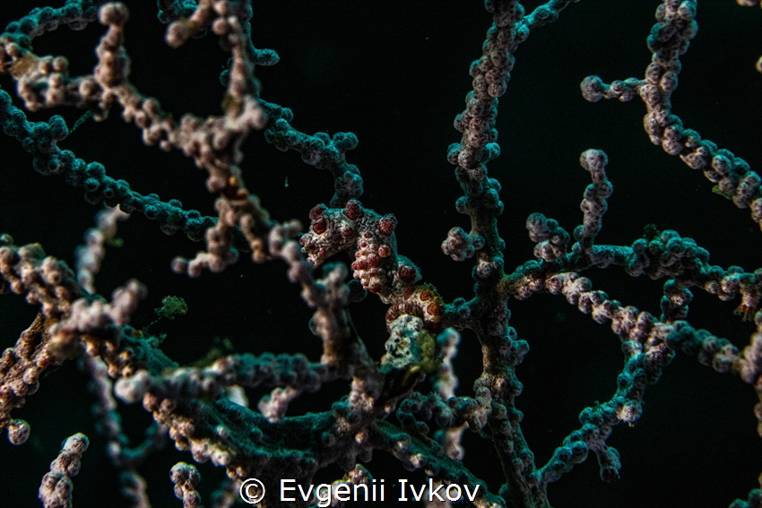 Pigmy Seahorse
 by Evgenii Ivkov 
