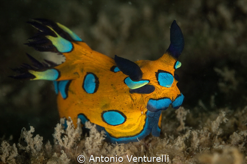 Tambja pulcherrima nudibranch_February 2025
(Canon EF100... by Antonio Venturelli 