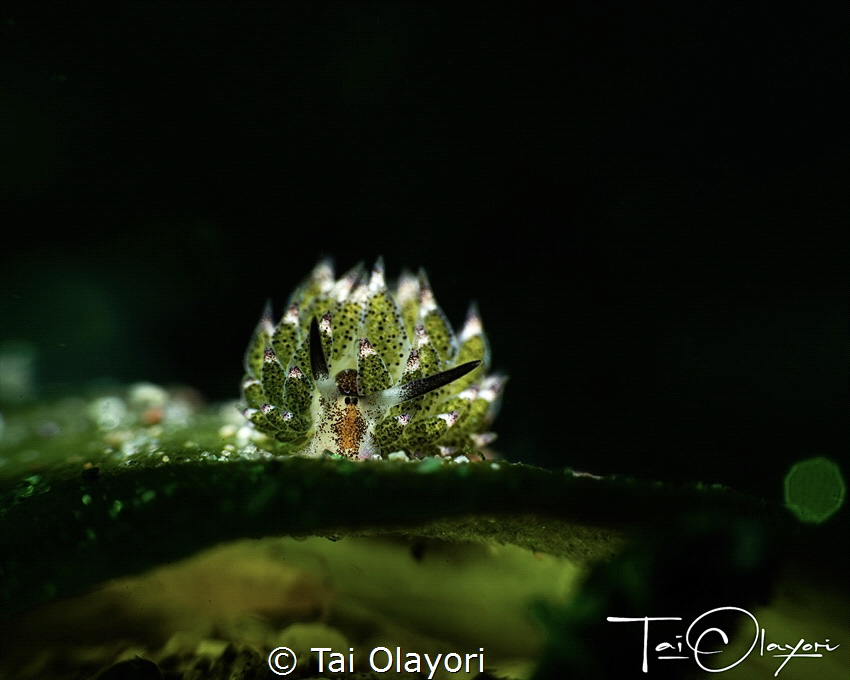A favorite in amongst macro lovers.
This sheep Nuru was ... by Tai Olayori 