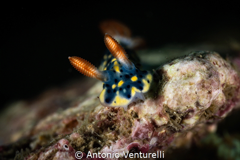 Hypselodoris infucata nudibranch_March 2025
(CanonRF100,... by Antonio Venturelli 