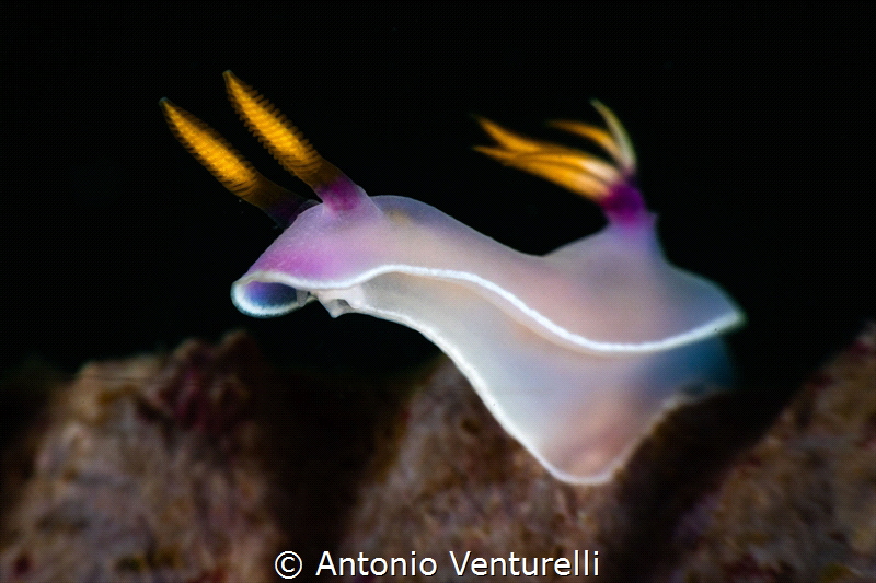 Hypselodoris bullockii _February 2025
(CanonEF100,1/200,... by Antonio Venturelli 