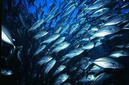 a school of jacks in sipadan,malaysia by Parvin Dabas 