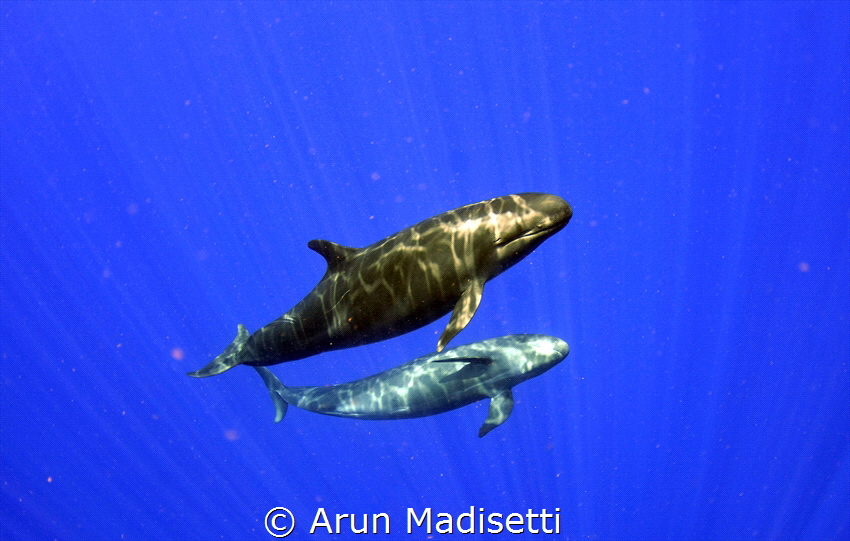 False Killer Whale Pseudorca crassidens(taken under permit). by Arun Madisetti 