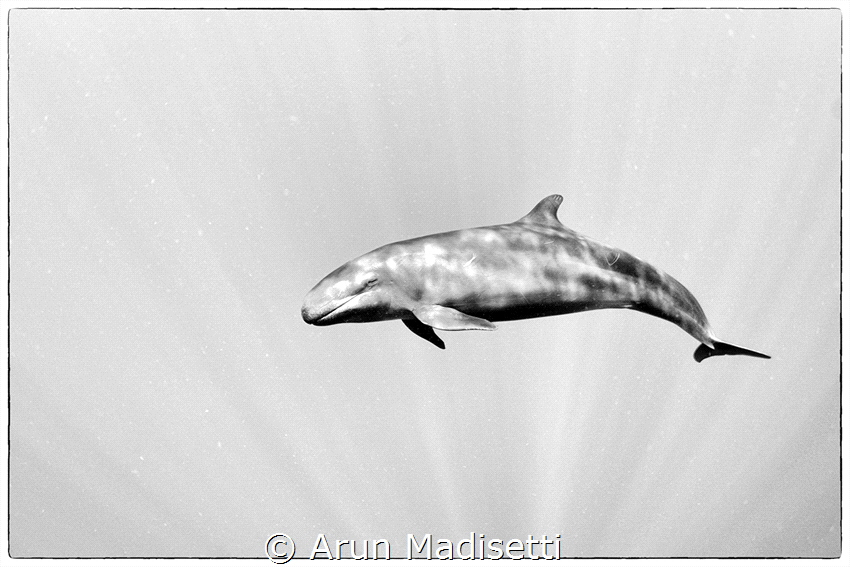 Normally quite skittish, this pod actively hung out with ... by Arun Madisetti 