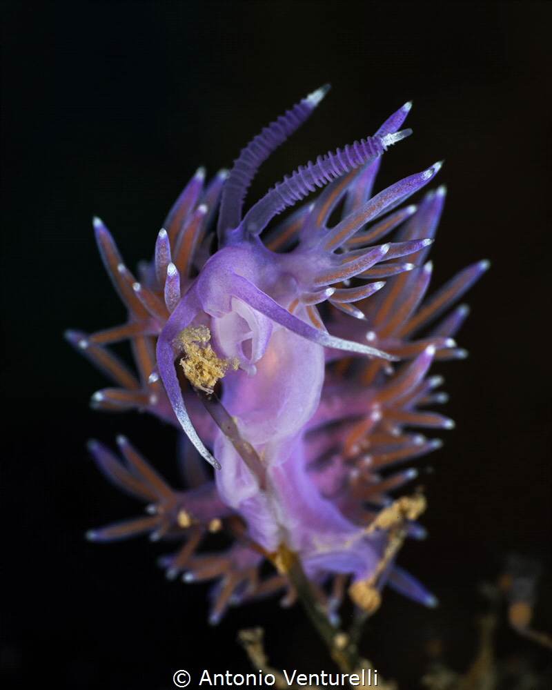 Mediterranean Flabellina_May 2025
(CanonRF100,1/200,f16,... by Antonio Venturelli 
