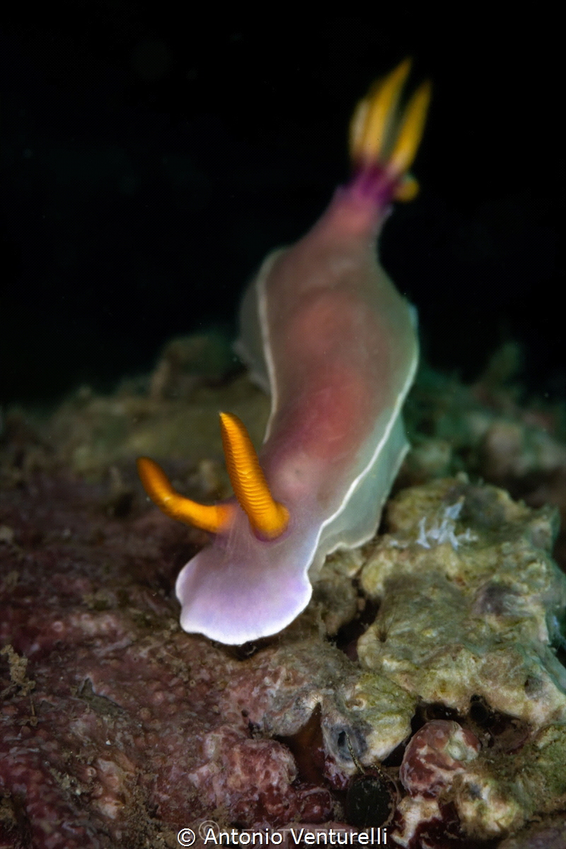 Hypselodoris bullockii_January 2025
(CanonEF100,1/200,f1... by Antonio Venturelli 